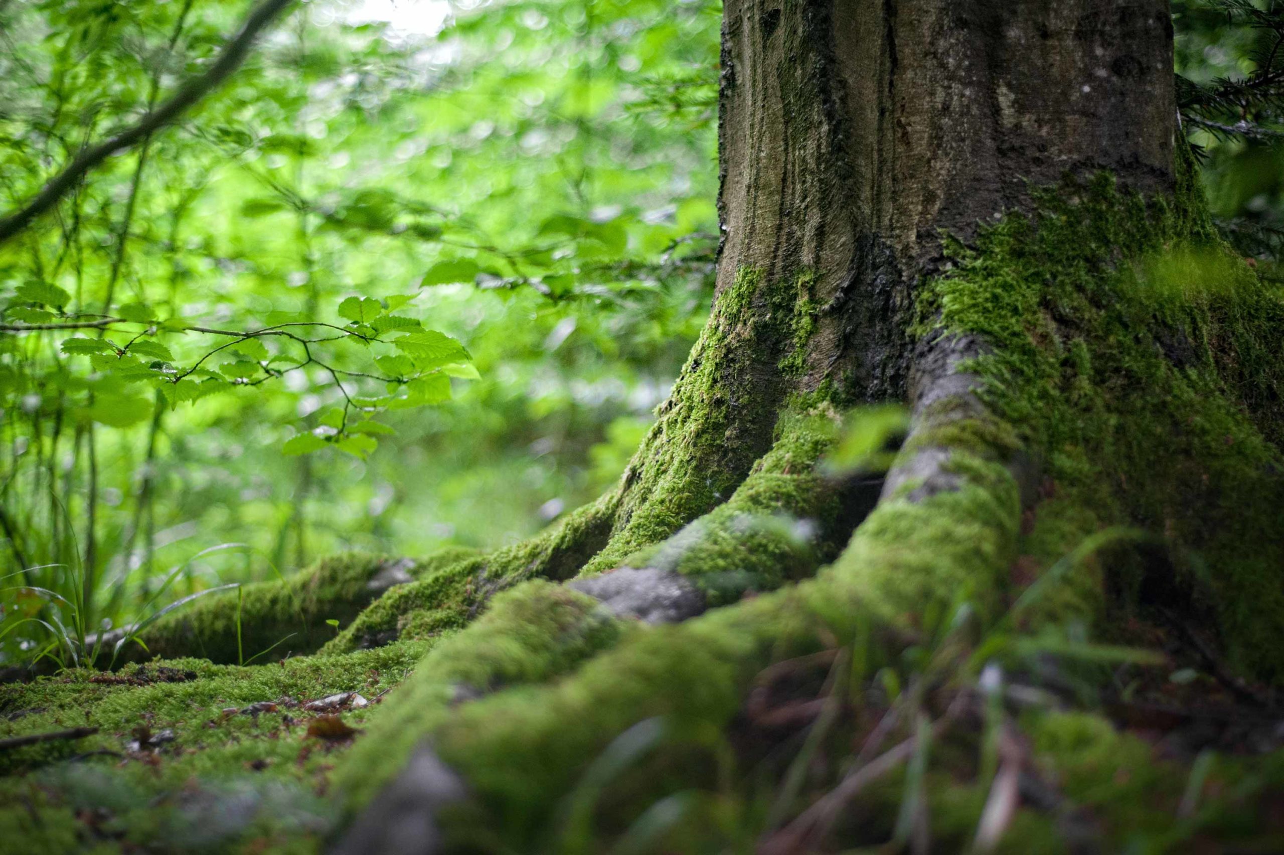 photo nature arbre et ses racines